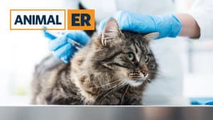 Animal ER — foto 3
