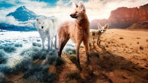 Dogs in the Wild: Meet the Family — foto 1