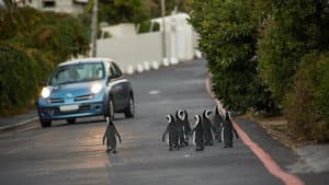 Cities: Nature's New Wild — foto 4
