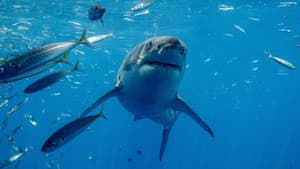 Shark vs. Surfer — foto 2