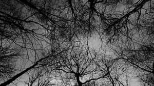 Spectral Tranquility — foto 1
