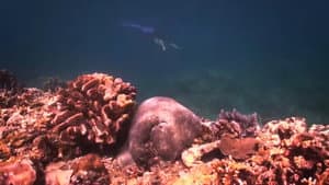 Dyesebel — foto 7