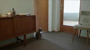 Nachts sind alle Katzen grau — foto 1