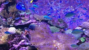Can We Save the Reef? — foto 3