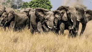 Okavango: River of Dreams - Director's Cut — foto 1