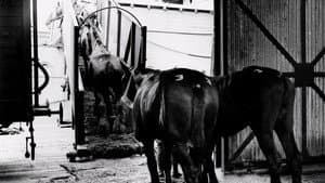 Clydesdale: Saving the Greatest Horse — foto 1