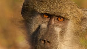 Queen of the Baboons — foto 1