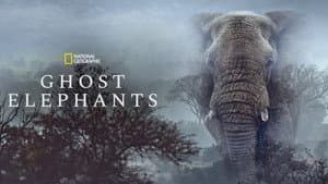 Elefantes fantasmas — foto 9