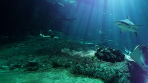 Nausicaá : Dans les coulisses du plus grand aquarium d'Europe — foto 1