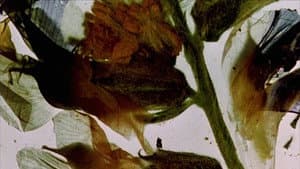 The Garden of Earthly Delights — foto 1
