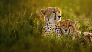 Cheetahs Up Close with Bertie Gregory — foto 7