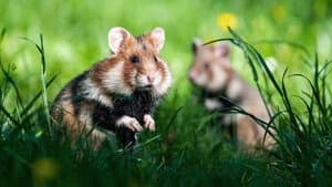 Geheimnisvolle Parktiere - Wildes Leben in der Stadt — foto 1