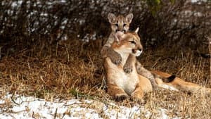 Man Vs. Puma — foto 2