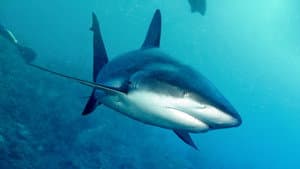When Sharks Attack 360 — foto 9