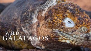 Wild Galápagos — foto 2