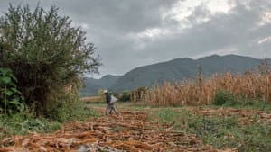 Semillas, el legado de la tierra — foto 2