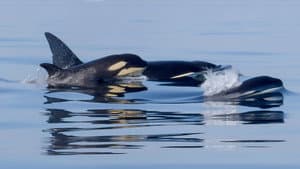 Orcas - Life in Black and White — foto 1