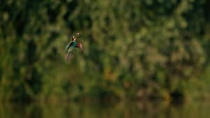 Earth's Great Rivers II — foto 3