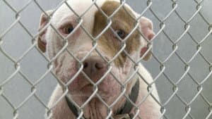 Una Nación Canina: Relatos De Miedo, Pérdida Y Traición — foto 1