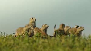 Die verrückte Welt der Hörnchen — foto 2