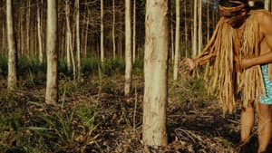 Planter à tout prix - Des arbres pour sauver la planète ? — foto 4