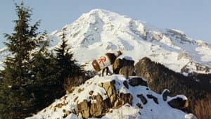 Rainier: A Beer Odyssey — foto 1