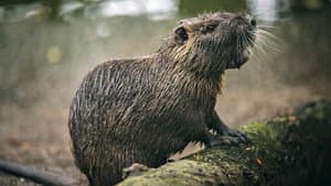 Rodents of Unusual Size — foto 3