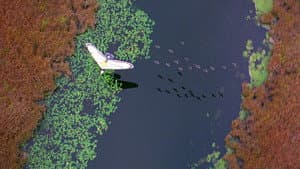 Volando a casa — foto 5