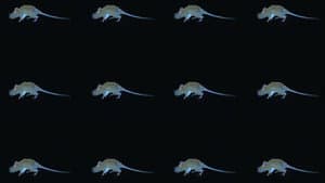 The Experience of a Rat — foto 1
