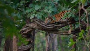 Tigres — foto 11