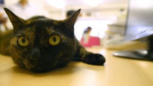 Cat Nation — foto 1
