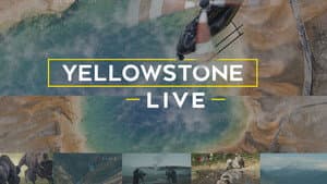 Yellowstone Live — foto 1