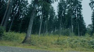 Redwood — foto 4