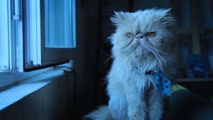 The Cats — foto 2