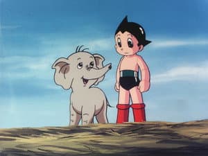 Pook, el bebé elefante