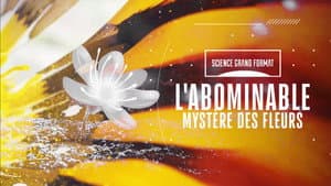 Episodio 22