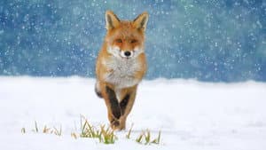 The Animal Within — foto 2