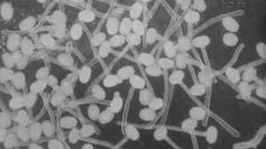 Peas and Cues — foto 1