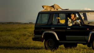 Cat Wars: Lion vs. Cheetah — foto 3