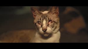 Catty Bete — foto 4