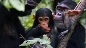 Jane Goodall: Saving Paradise — foto 1