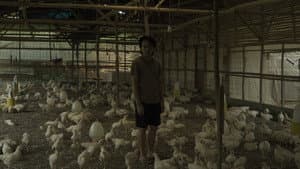 Ayam Maya — foto 2
