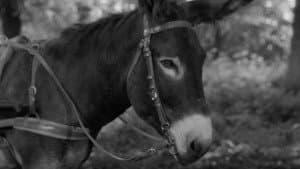 Au hasard Balthazar — foto 12