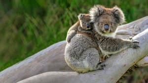 Wild Australia — foto 5