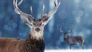 Snow Animals — foto 1