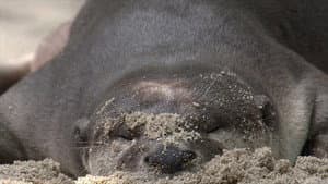 Otter Town — foto 1