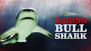 Raging Bull Shark — foto 6