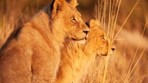 Wild Botswana — foto 6