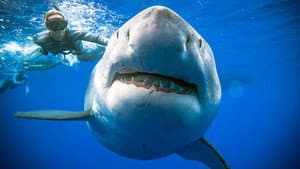 Saving Jaws — foto 2
