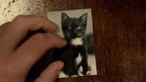 Toxoplasma — foto 8